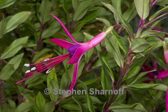 fuchsia glazioviana 2 graphic